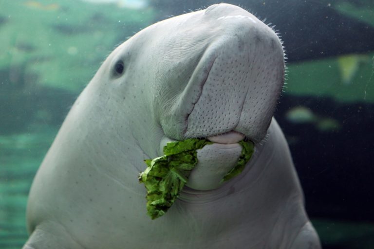 sea cow stuffed animal