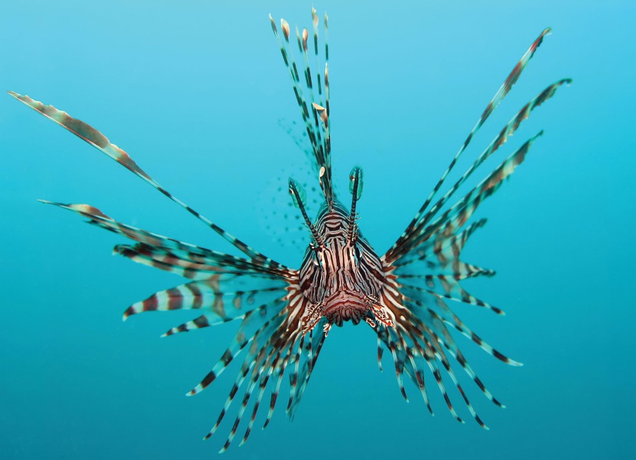 Lionfish - very beautiful and very dangerous sea creature