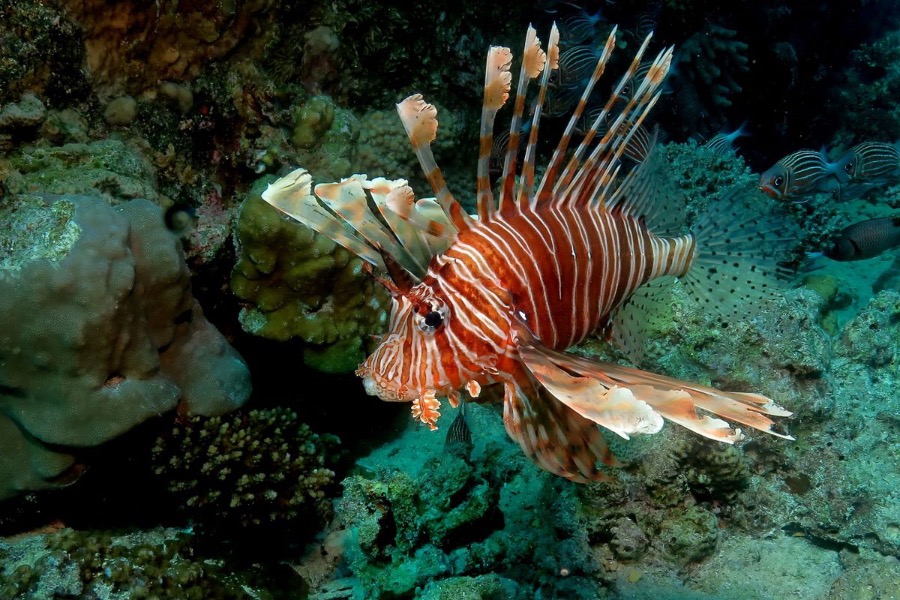 Lionfish - very beautiful and very dangerous sea creature
