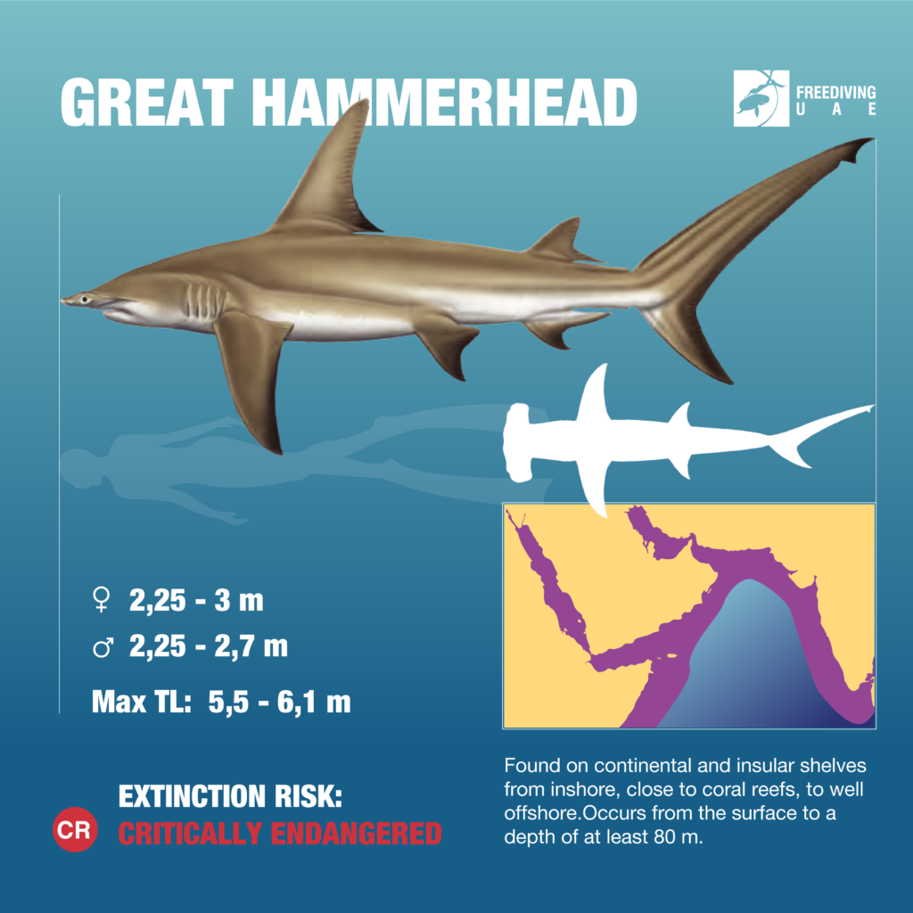 great hammerhead size