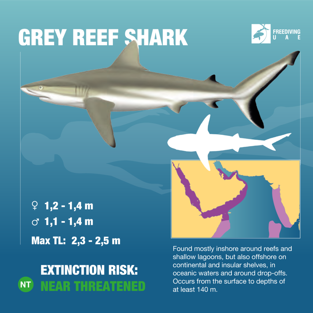 Gray Reef Shark