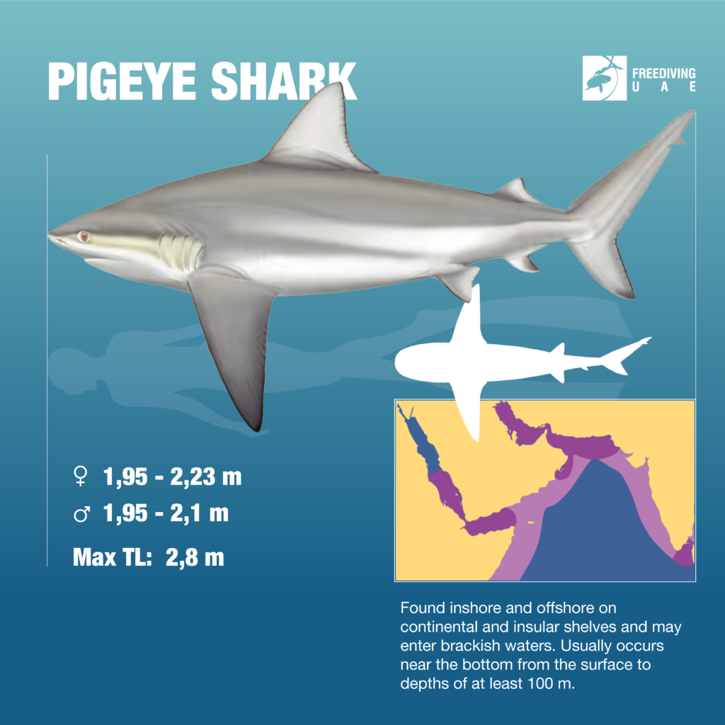 Pigeye shark - Freediving in United Arab Emirates. Courses ...