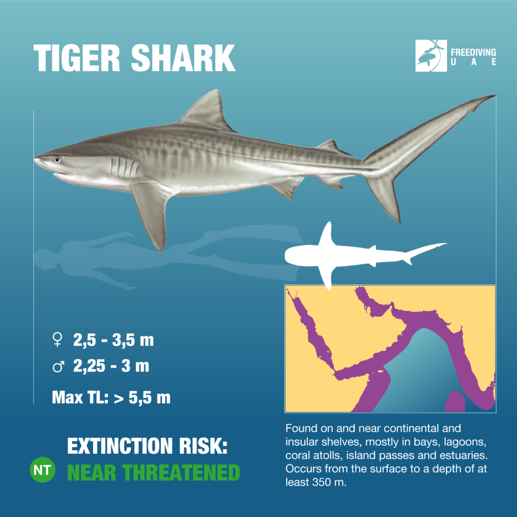 Where Does a Tiger Shark Live? Habitat of Galeocerdo Cuvier