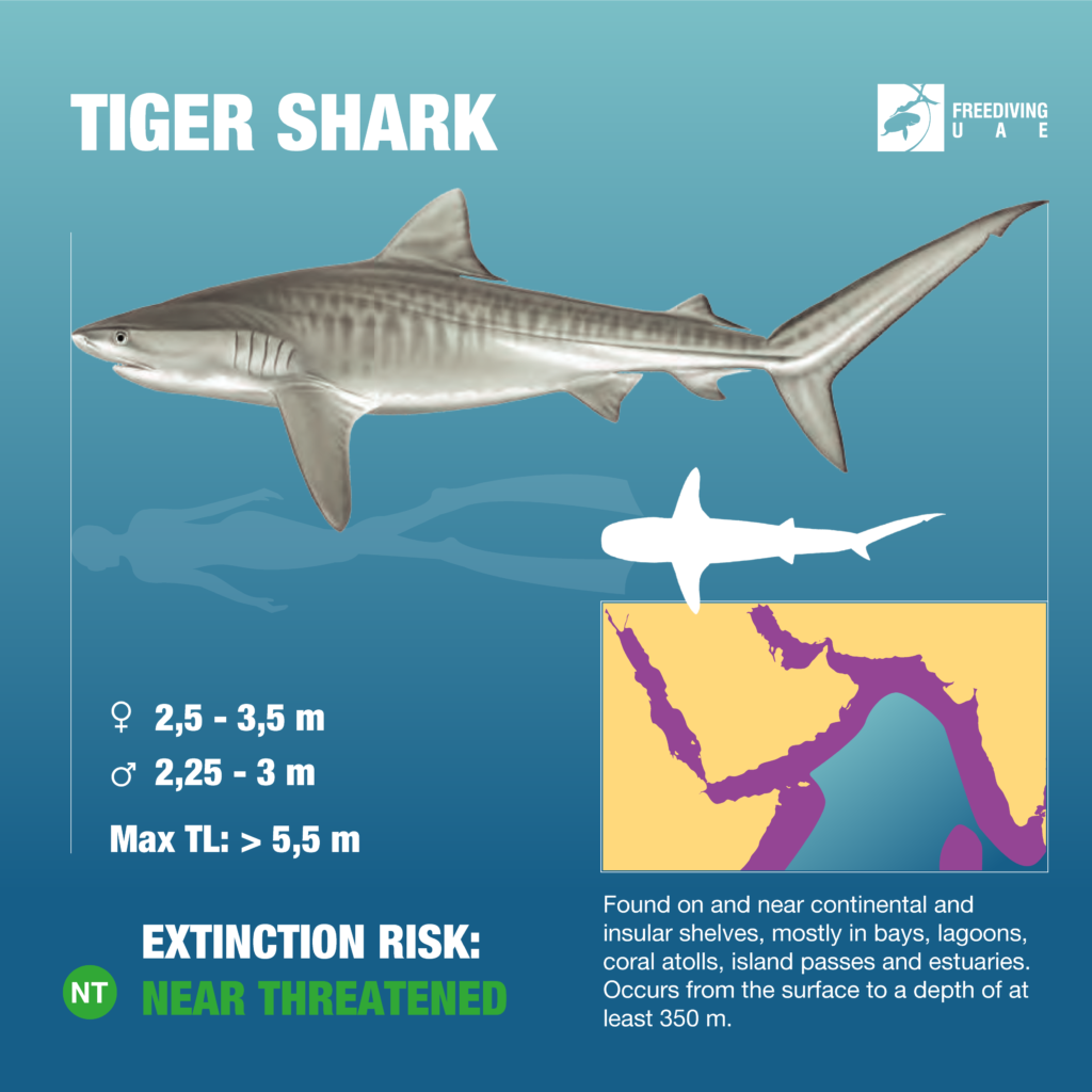 tiger shark classification chart