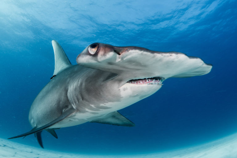 hammer head shark teddy