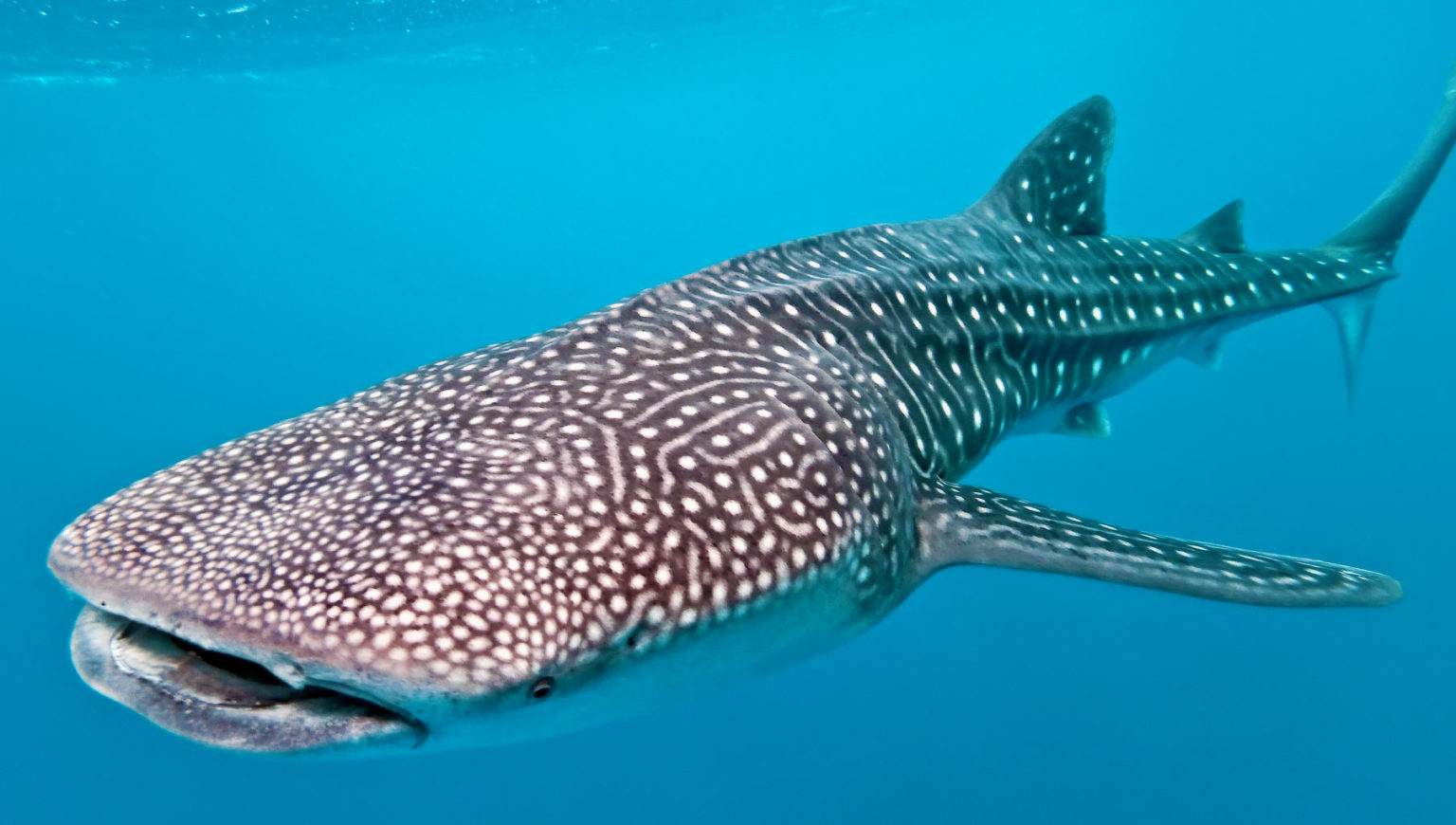 Whale shark - Freediving in United Arab Emirates. Courses, Certificates