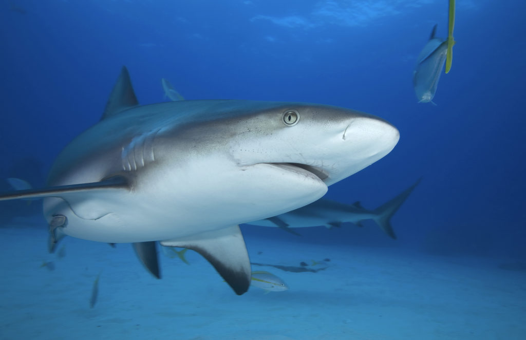 grey-reef-shark-freediving-in-united-arab-emirates-courses-certificates-and-equipment