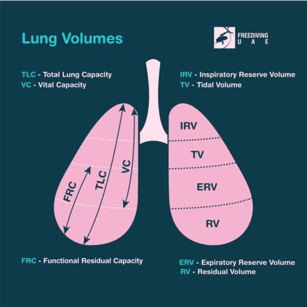 Lungs and their measurements - Freediving in United Arab Emirates ...