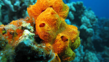 Sea sponges