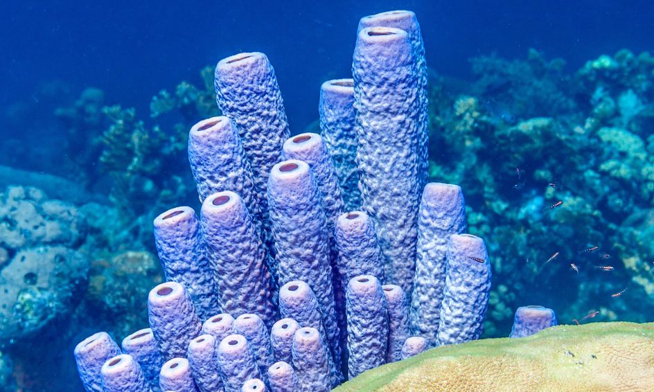 briefly discuss how sponges rely on water moving through their bodies for feeding