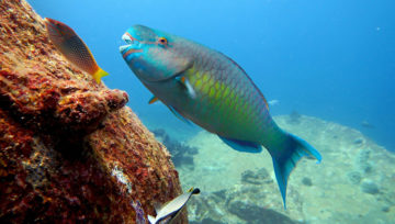 Parrot Fish