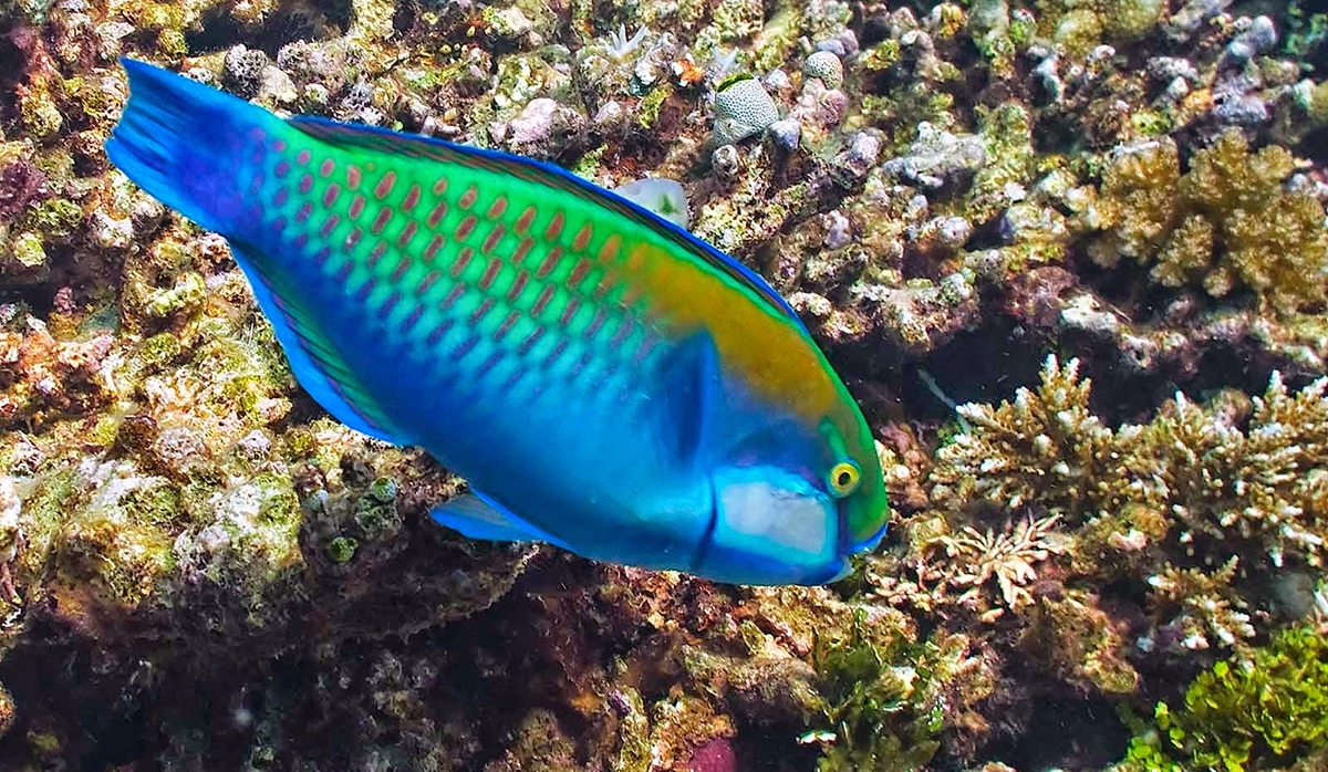 Parrot Fish