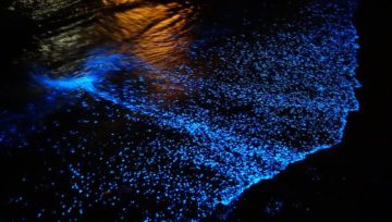 Bioluminescence on the East Coast: is it a miracle?