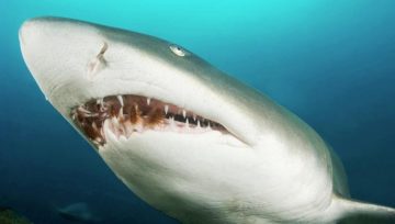 Snaggletooth Shark