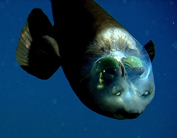 The fish with glass head: Barreleye fish - Freediving in United Arab  Emirates. Courses, Certificates and Equipment