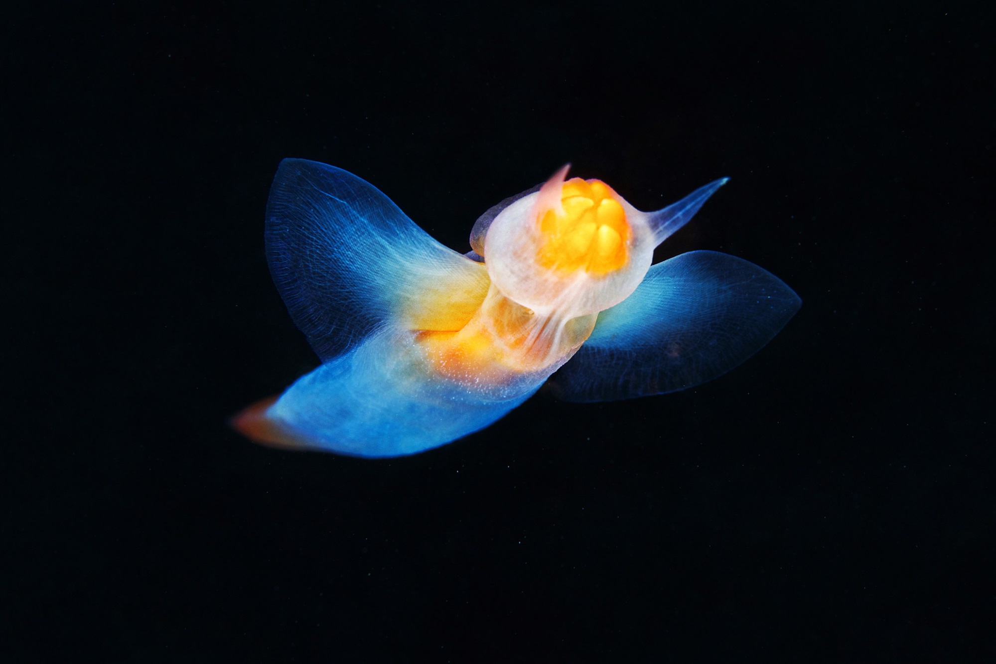 Angels of the sea - Freediving in United Arab Emirates. Courses, Certificates and Equipment