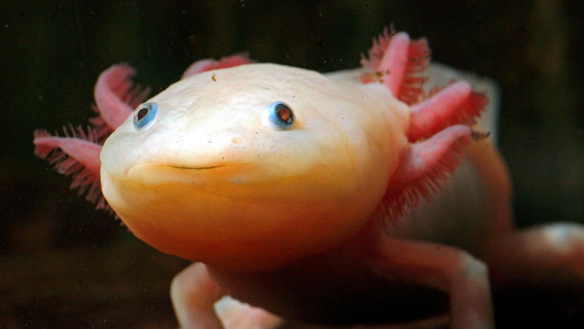 Axolotls And Olms Freediving In United Arab Emirates Courses   Axolotl1 