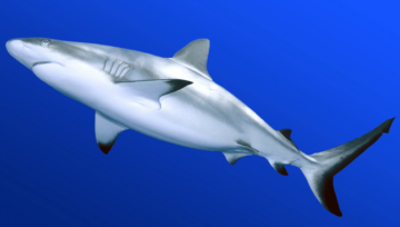 Graceful Shark