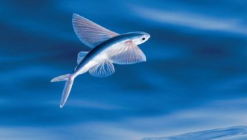 Flying fish