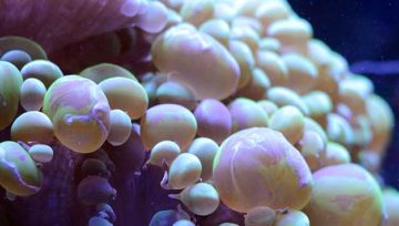 Pearl Bubble Coral